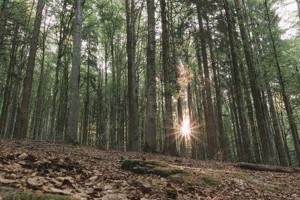 Sun rays in forest. - Foto, afbeelding