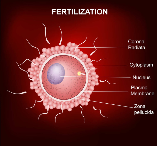 Illustration of fertilization human - Vector, Image