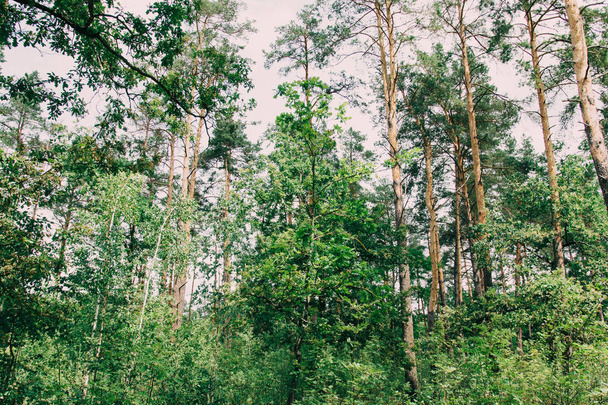 Onderaanzicht van oude bomen in groenblijvende oerbos - Foto, afbeelding