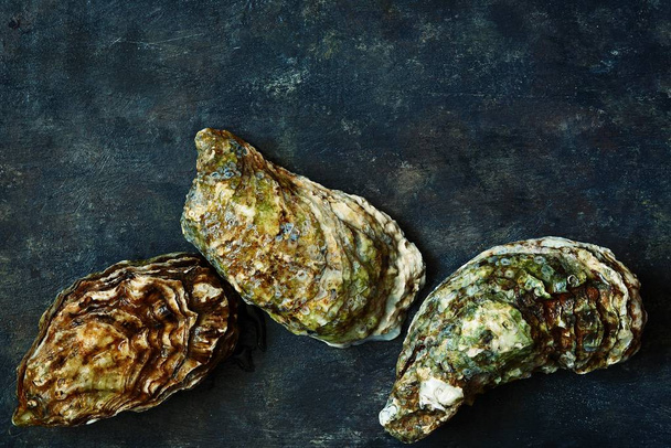 Mediterranean oysters on a dark background. Sea delicacy. - Photo, Image