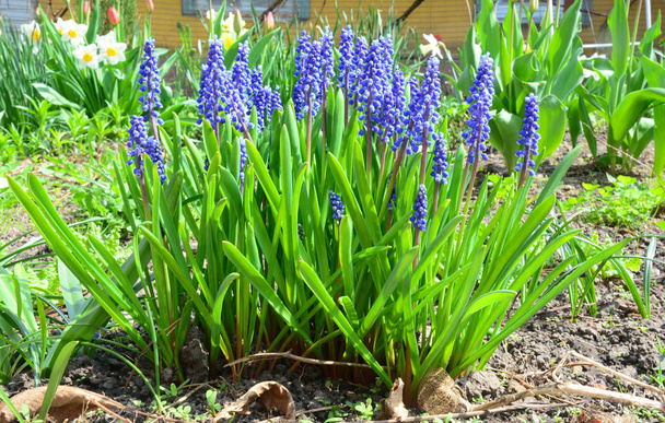 Квіти винограду гіацинта. Сині квіти мускарі (Грейп-гіацинт) на весняній квітковій клумбі
. - Фото, зображення