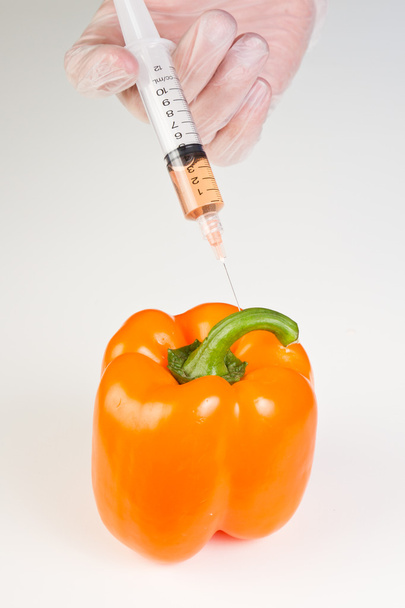 injecting a gmo bell pepper - Photo, Image