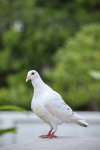 ロフト屋上で伝書鳩鳥の白い羽 - 写真・画像