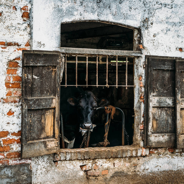 老朽化した牛は、イタリアのロンバルディア州の農村地域で小屋の素朴な窓シャッターをケージの乳牛 - 写真・画像