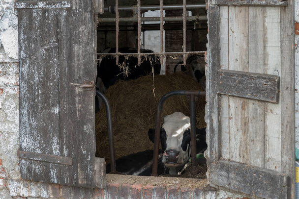 Vaches laitières en cage à travers des volets de fenêtre rustiques dans un hangar à vache délabré dans la région rurale de Lombardie en Italie
 - Photo, image