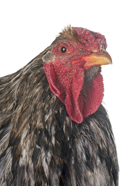  blue-laced Wyandotte chicken in front of white background - Foto, immagini