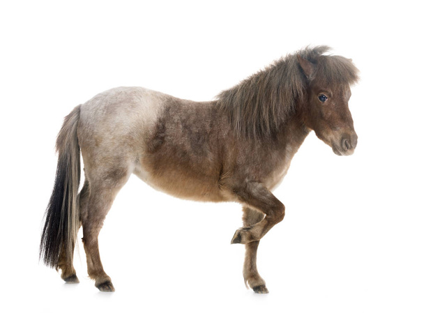 Falabella miniature horse in front of white background - Photo, Image