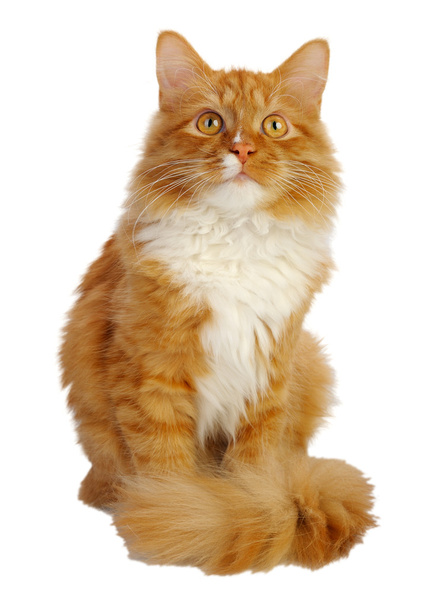 Ginger cat - Foto, Bild