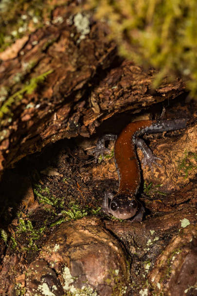 Salamandre de Yonahlossee (Plethodon yonahlossee
) - Photo, image