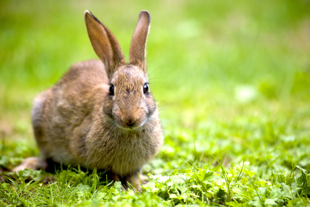 dziki królik - Zdjęcie, obraz