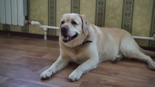 Koira Labrador rotu makaa lattialla
  - Materiaali, video