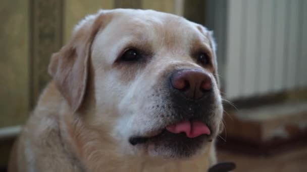 Head of a Labrador breathing hard - Filmati, video
