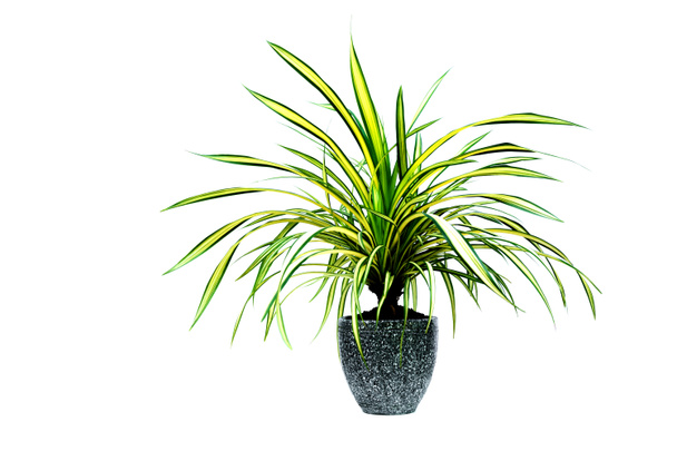 Green potted plant, trees in the cement pot isolated on white background. - Photo, Image