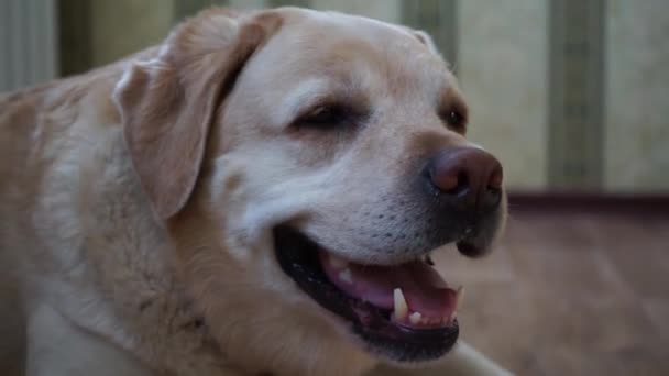 Labrador is lying on the floor indoors - Footage, Video