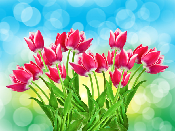 tulip flowers close up - Foto, Bild