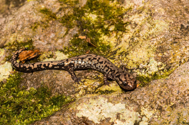 Salamandra de Weller (Plethodon welleri
) - Foto, Imagen