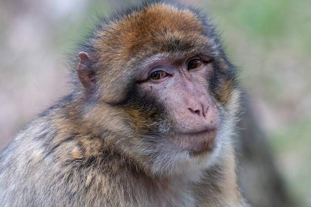 Portrét Barbary macaque vážný pohled. Kolpík bílý nebo magot (Macaca sylvanus) je žluto hnědé a šedé opice s tmavě růžový obličej. - Fotografie, Obrázek