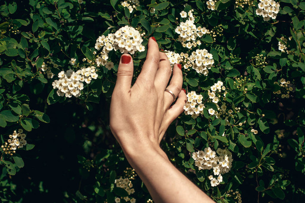 female hand holding beautiful spirea flowers in sunlight in summer garden. protecting nature concept - Photo, Image