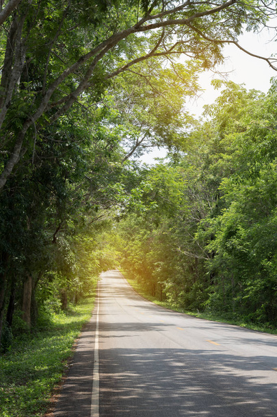 Estrada com árvores verdes ao redor e árvores inclinadas sobre a estrada
. - Foto, Imagem