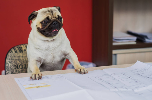 Dog pug breed working on table, paws on the table, sent chair with engineering plant. - Foto, immagini