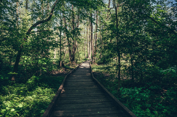 Wooden path, way or walkway, track from planks in forest park in sun light, summer travel concept, perspective - 写真・画像