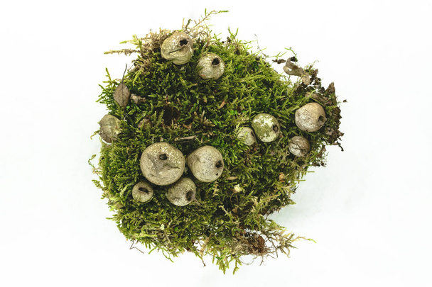 Lycoperdon grzyb na tle zielonego mchu na białym tle na tle powierzchni - Zdjęcie, obraz