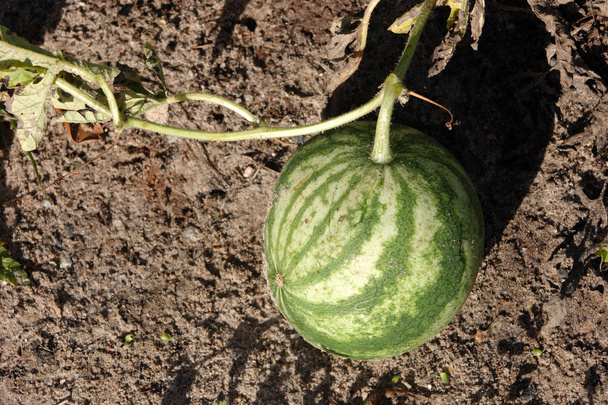 Watermelon - Photo, Image