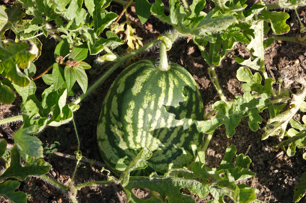 Wassermelonenernte - Foto, Bild