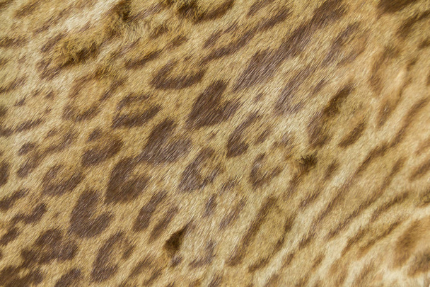textura de piel de ocelote real
 - Foto, imagen