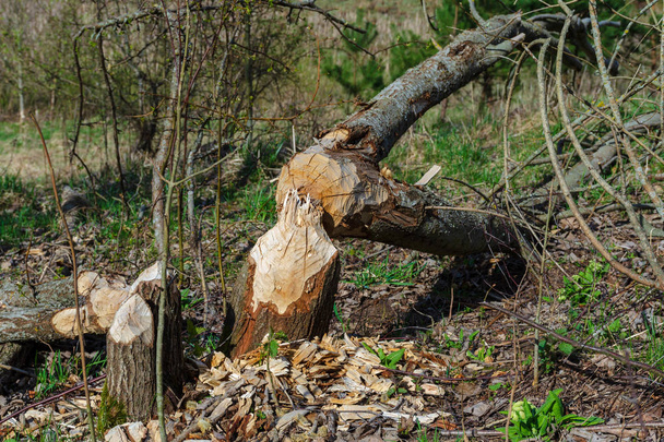 Bäume, die von Bibern gefällt wurden. Zeichen der Aktivität der Biber. Frühjahrssaison. - Foto, Bild