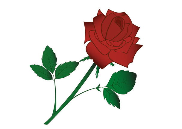Κόκκινο τριαντάφυλλο που απομονώνονται σε λευκό φόντο. Εικονογράφηση διάνυσμα. Συλλογή λουλουδιών. - Διάνυσμα, εικόνα