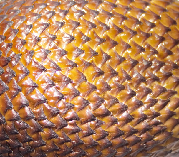 Salak. Escamas de fruta de serpiente balinesa de cerca
 - Foto, Imagen