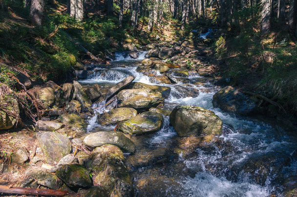 Скелястий канал гірської річки в тіні дерев
 - Фото, зображення