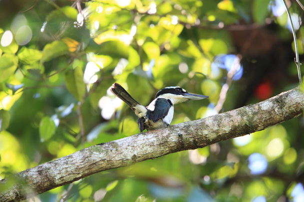  Sombre kingfisher (Todiramphus funebris) je druh ptáků čeledi Alcedinidae. Je endemický pro ostrov Halmahera, Indonésie - Fotografie, Obrázek