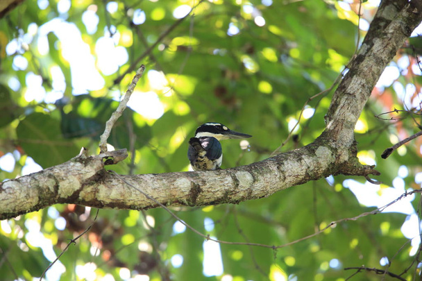  Sombre kingfisher (Todiramphus funebris) - gatunek ptaka z rodziny Alcedinidae. Występuje endemicznie na wyspie Halmahera w Indonezji. - Zdjęcie, obraz