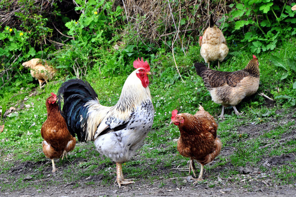 Rooster and Chickens. Free Range and Hens. - Photo, Image