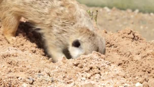 Meerkat à queue fine creusent du sable
. - Séquence, vidéo