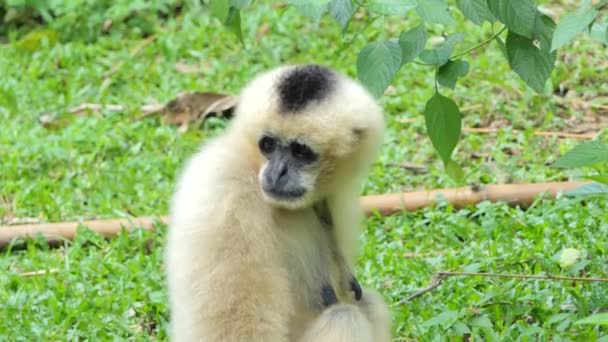 Jeune Gibbon au fromage blanc dans la forêt tropicale
. - Séquence, vidéo