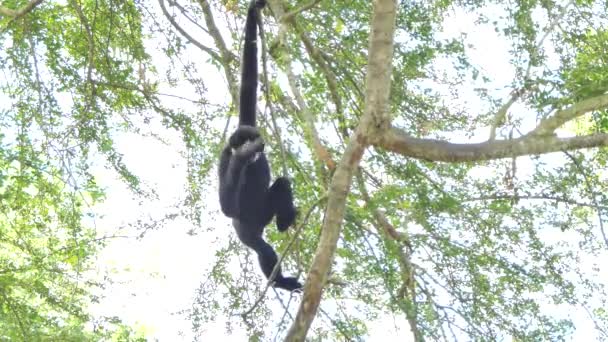 Gibbon sfacciato bianco sull'albero nella foresta pluviale topica
. - Filmati, video