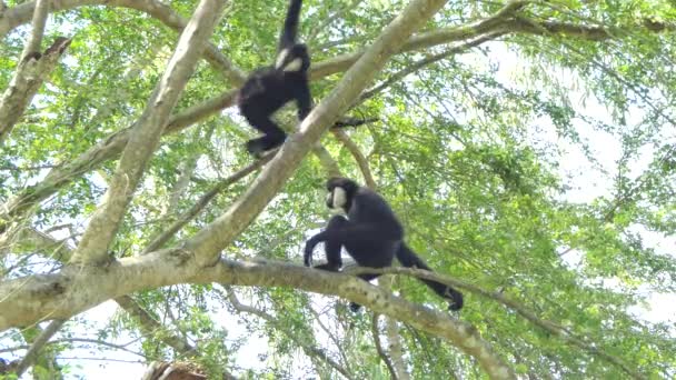White Cheeked Gibbon on tree in topical rain forest. - Filmmaterial, Video
