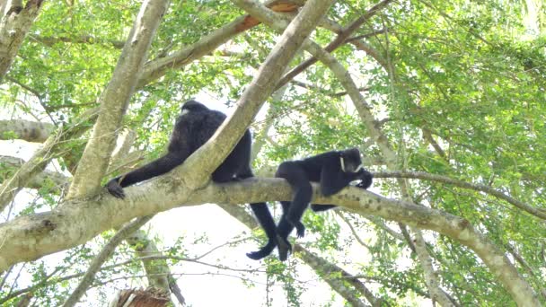 Gibbon à joues blanches sur l'arbre dans la forêt tropicale
. - Séquence, vidéo