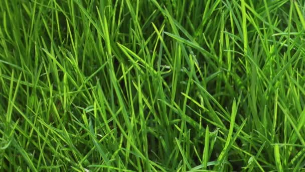 Bright green grass, fresh lawn, garden. - Footage, Video