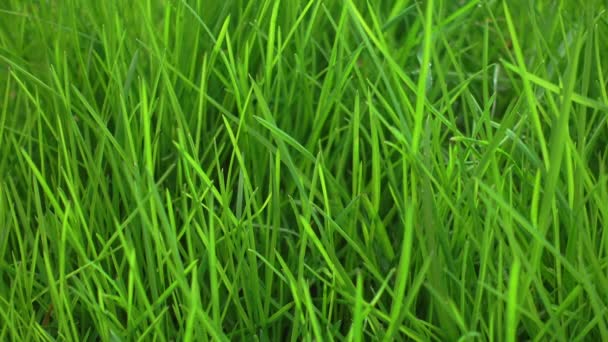 Gyönyörű friss élénk zöld fű, gyep. - Felvétel, videó