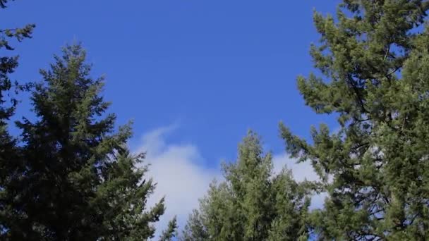 zooming in on clouds in trees - Imágenes, Vídeo
