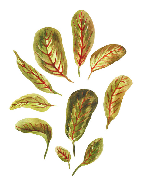 Watercolor arrowroot's leaves isolated on white background. Hand drawn floral elements - Photo, image