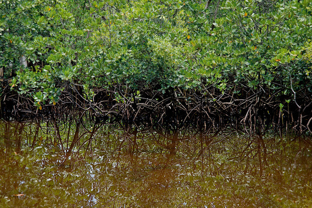 Alberi di mangrovie e riflessione speculare in acqua, Seychelles
 - Foto, immagini