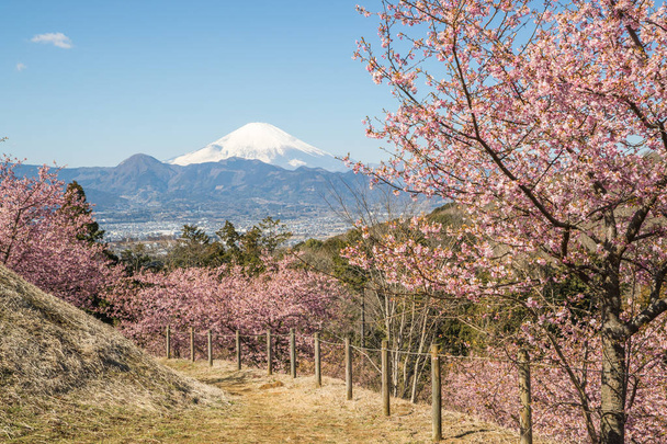 Kawazu Sakara y la montaña Fuji en la temporada de primavera
 - Foto, imagen