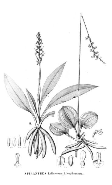 Ilustrace z rostlin. Retro obrázek - Fotografie, Obrázek