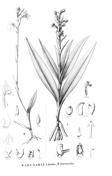 Ilustrace z rostlin. Retro obrázek - Fotografie, Obrázek