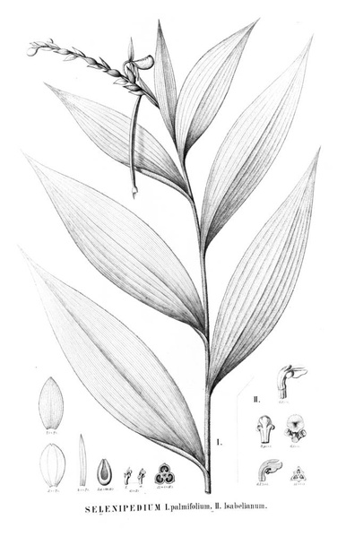 植物のイラスト。レトロな画像 - 写真・画像
